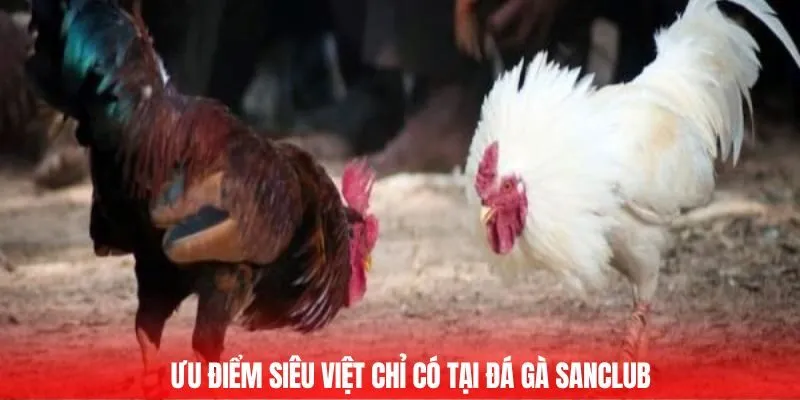 Ưu điểm siêu việt chỉ có tại đá gà SANCLUB